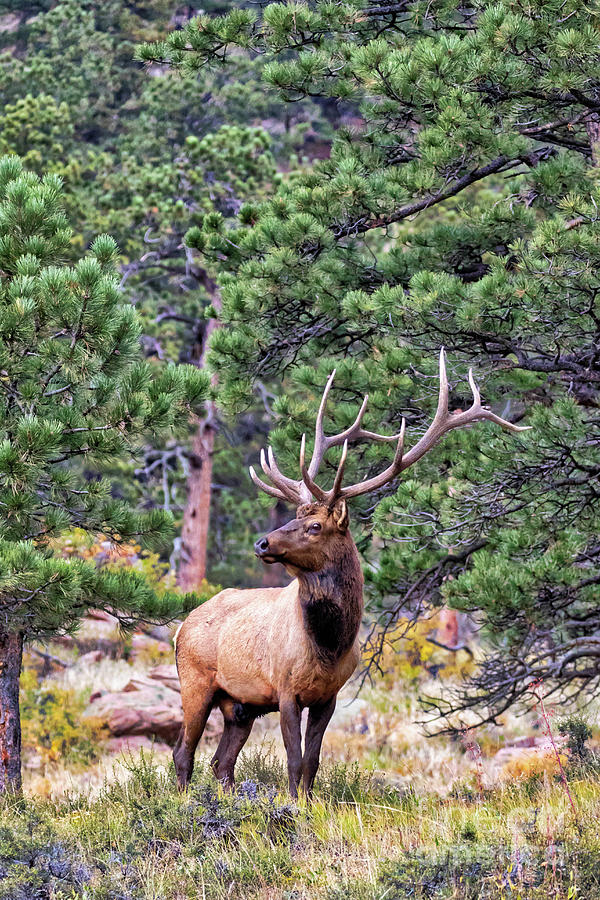Estes Park Elk Photograph by Rob Daugherty Fine Art America