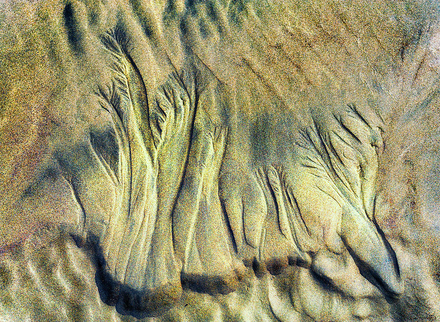 Etches In Sand By Nature Photograph by Dee Browning