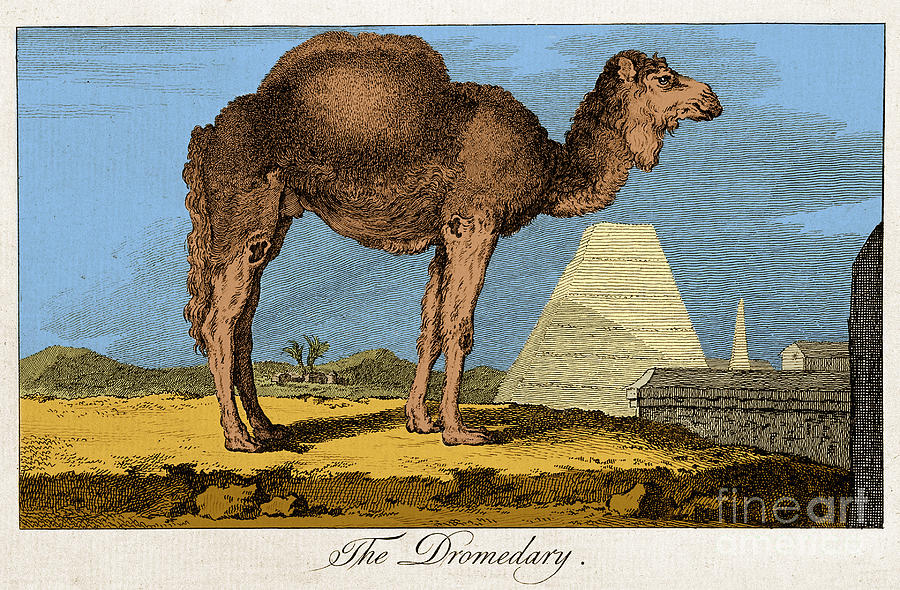 Etching Of Dromedary, Buffon, 18th C Photograph by Science Source