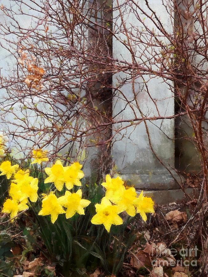 Daffodils flowers in churchyard cemetery  Photograph by Janine Riley