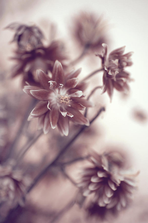 Eternal Flower Dreams  Photograph by Jenny Rainbow