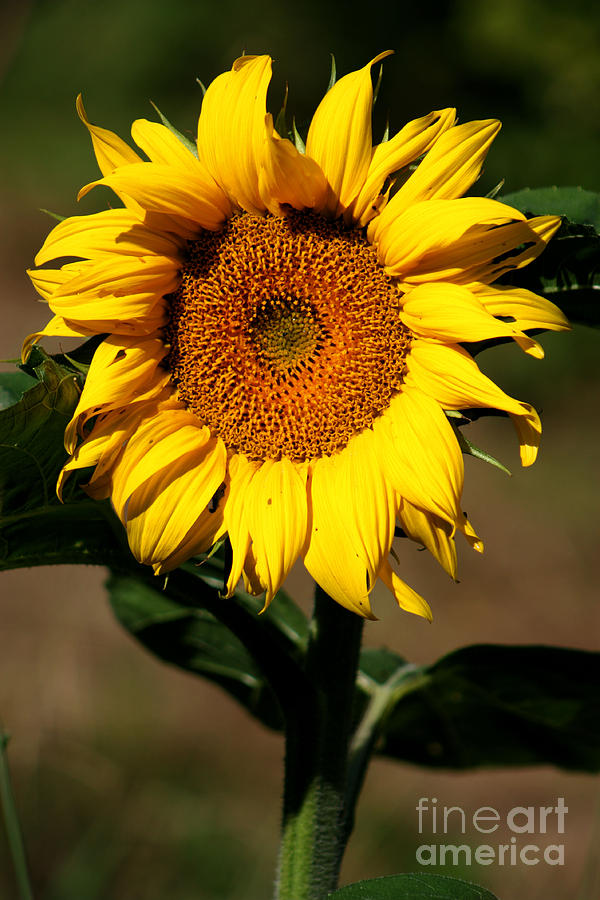 Eternal Sun Flower Photograph by Nick Gustafson