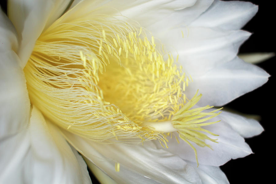 Ether Stamens Photograph