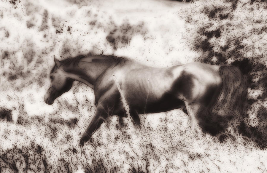 Horse Photograph - Etheral Arabian Beauty by ELA-EquusArt  