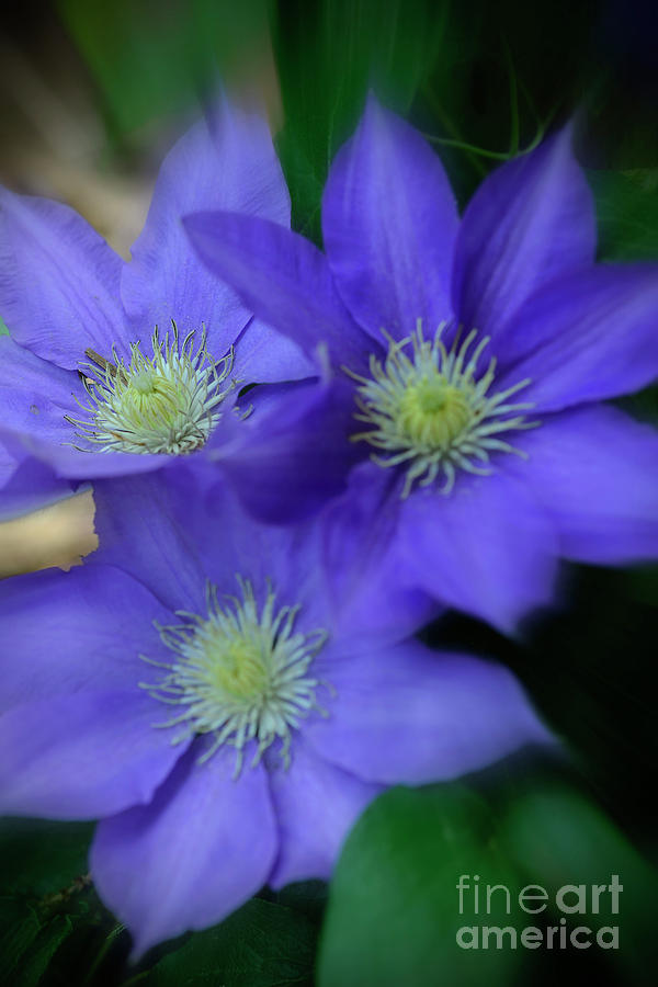 Etheral Clematis Photograph by Elvis Vaughn