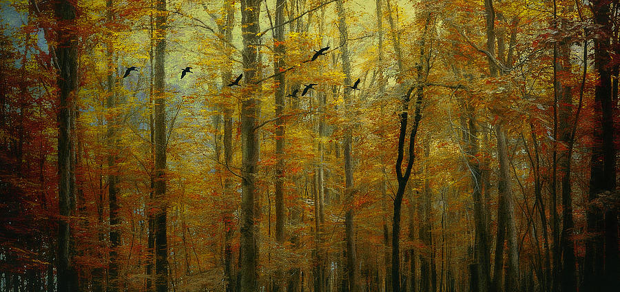 Ethereal Autumn Photograph by Reynaldo Williams