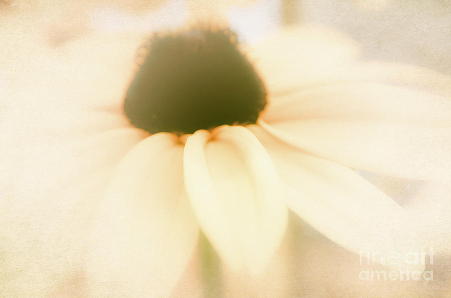 Ethereal Black-eyed Susan  Photograph by Andrea Anderegg