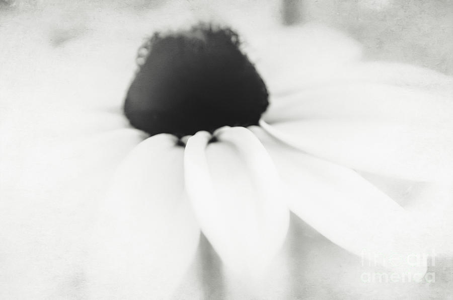 Ethereal Black-eyed Susan BW Photograph by Andrea Anderegg