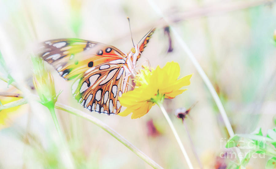 Ethereal Butterfly Photograph by Andrea Anderegg