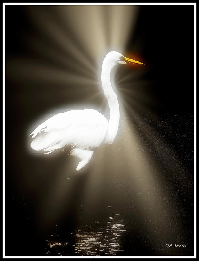 Ethereal Egret Photograph by A Macarthur Gurmankin