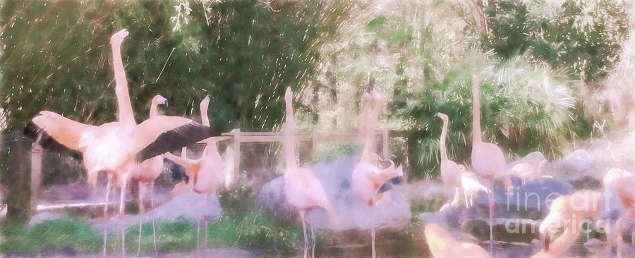 Ethereal Flamingo Photograph by Andrea Anderegg