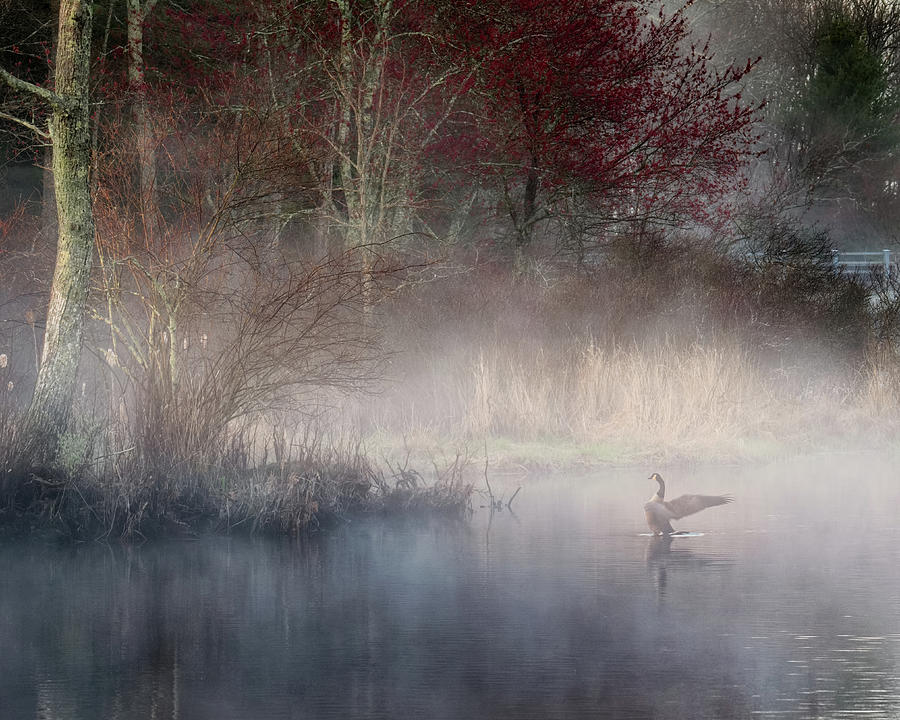 Goose Photograph - Ethereal Goose by Bill Wakeley