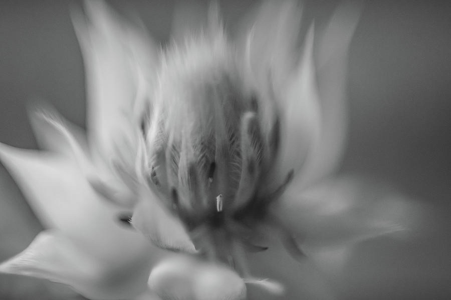 Ethereal in Black and White Photograph by Teresa Wilson