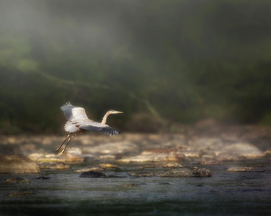 Ethereal Landing Photograph by Bill Wakeley