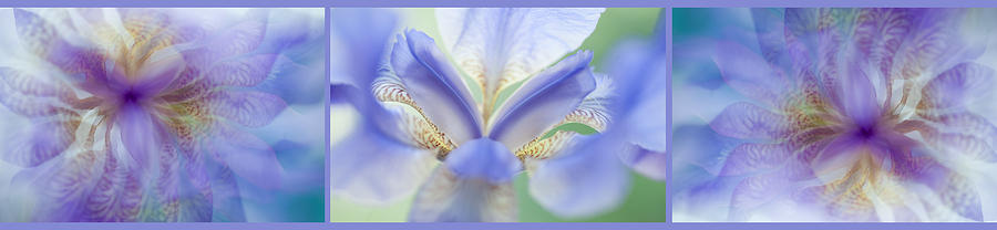 Ethereal Life of Iris 1. Triptych Photograph by Jenny Rainbow