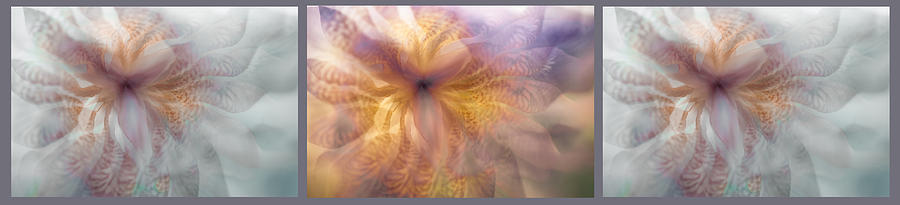 Iris Photograph - Ethereal Life of Iris. Moon and Sun. Triptych by Jenny Rainbow