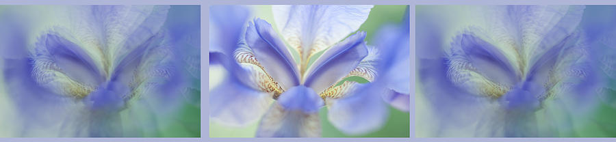 Iris Photograph - Ethereal Life of Iris. Triptych. Interior Ideas by Jenny Rainbow