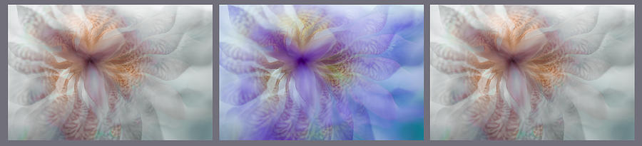 Ethereal Life of Iris. Triptych Photograph by Jenny Rainbow