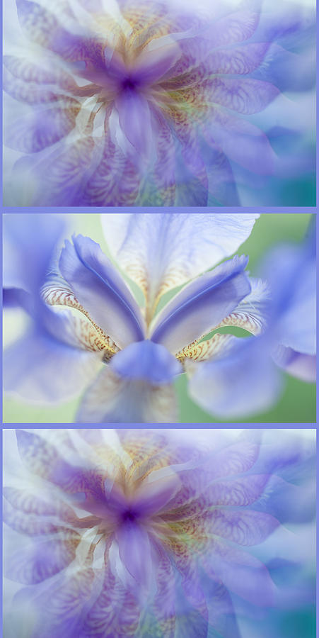 Iris Photograph - Ethereal Life of Iris. Vertical Triptych by Jenny Rainbow