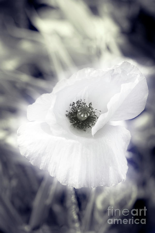 Ethereal Poppy Photograph by Terri Waters