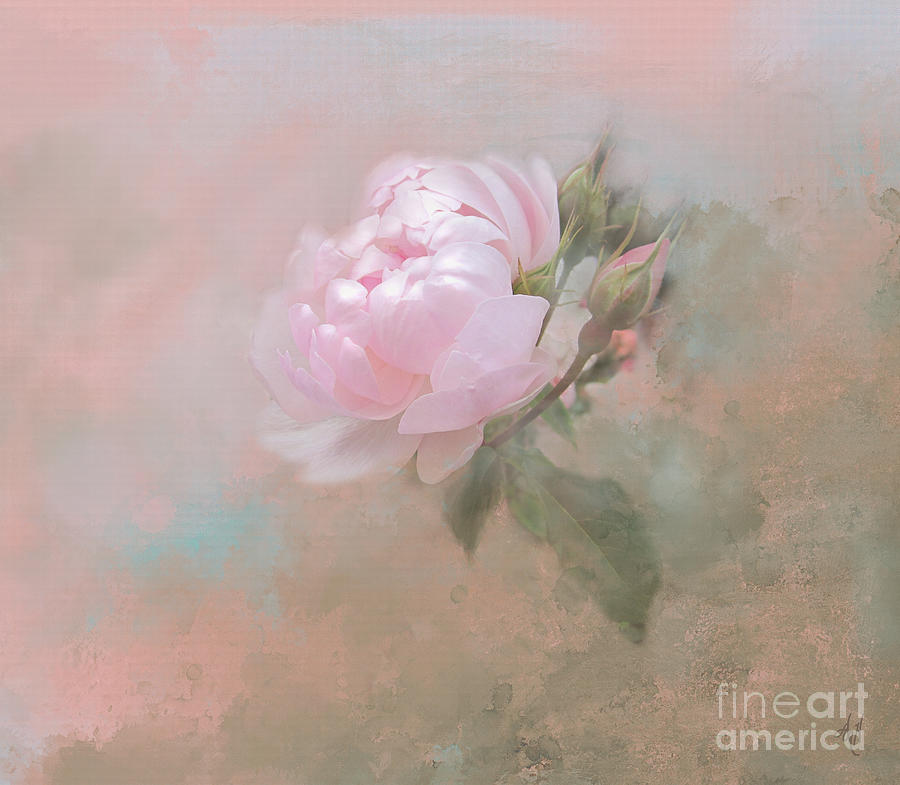 Ethereal Rose Digital Art by Victoria Harrington