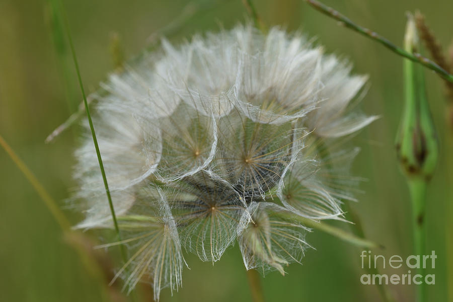 Nature Photograph - Ethereal by Russell Binns