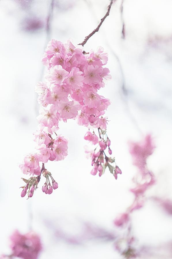 Ethereal Spring Photograph by Jenny Rainbow