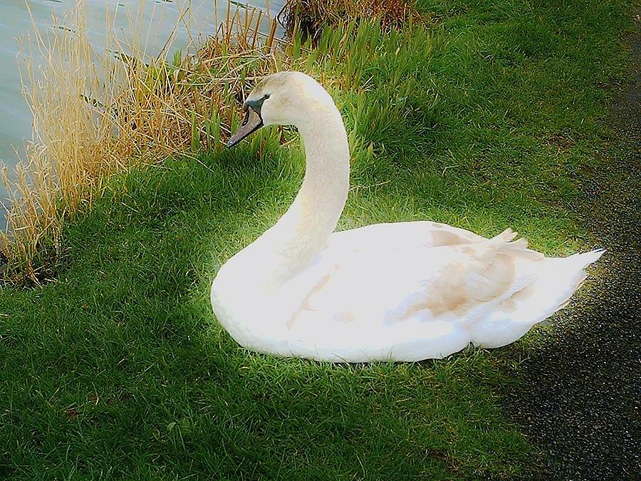 Ethereal Swan Photograph by Richard Brookes
