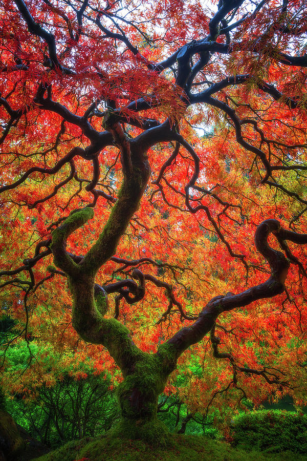 Ethereal Tree Alive Photograph by Darren White