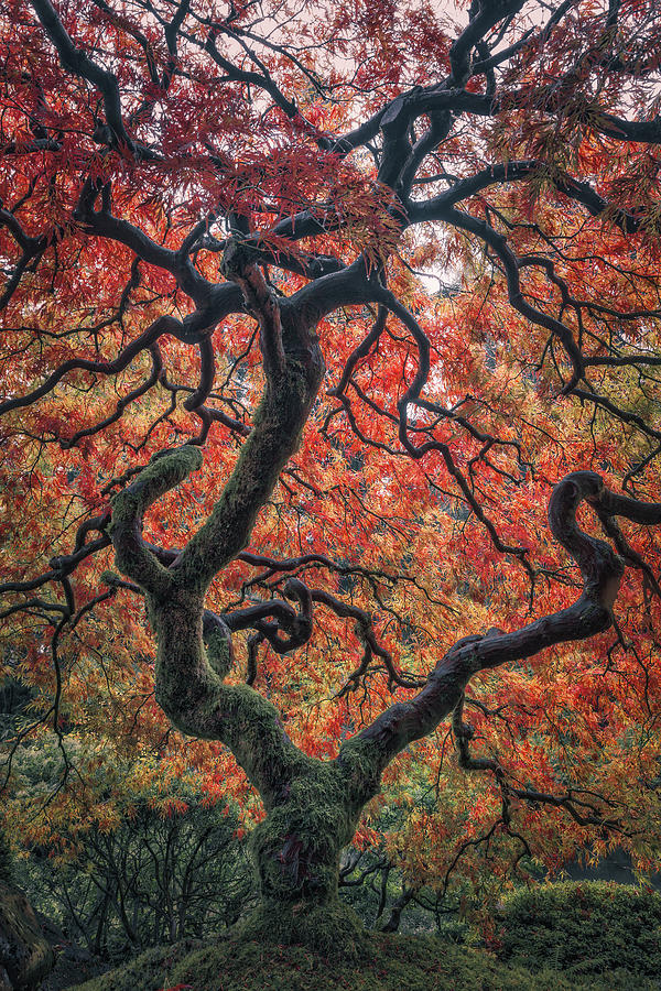 Ethereal Tree Photograph by Darren White