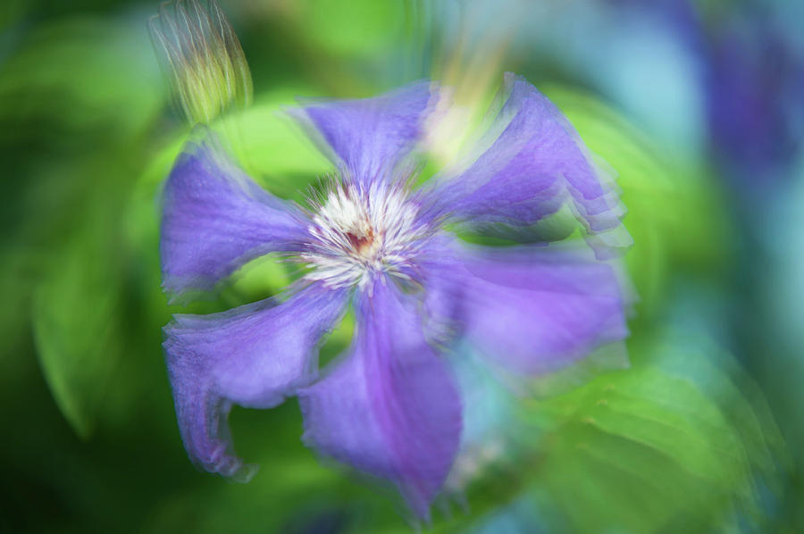 Ethereal Vibrations. Purple Clematis Flower Photograph by Jenny Rainbow