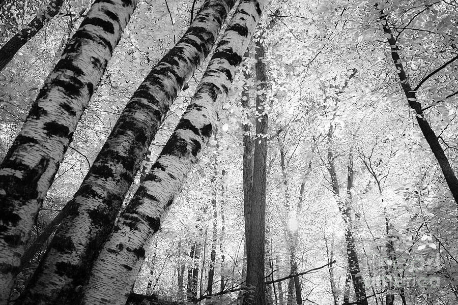Ethereal Woods Photograph by Becqi Sherman