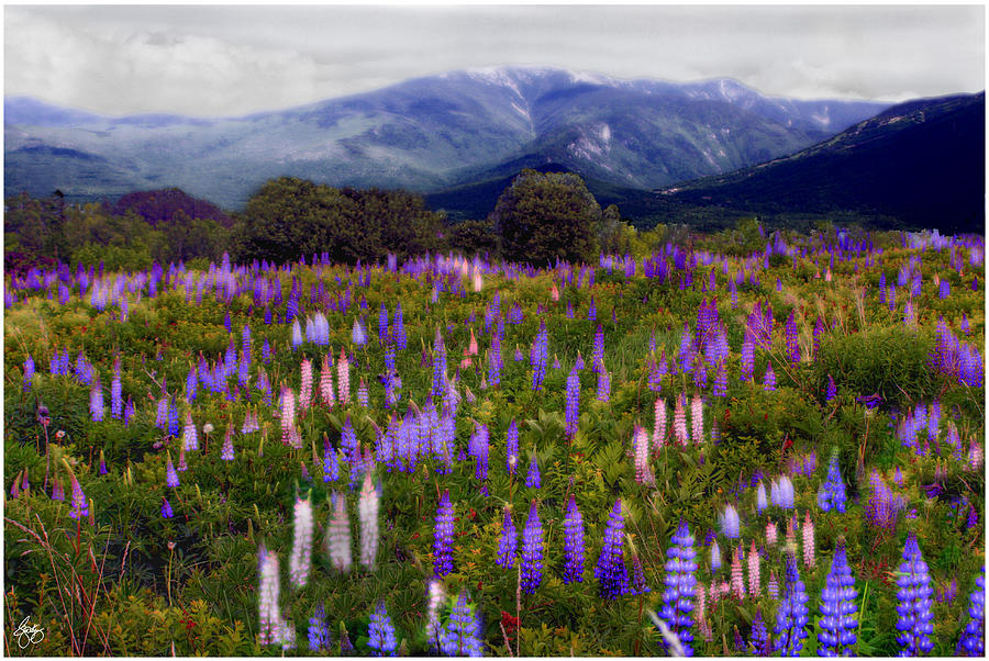 Etherial Lupines Photograph by Wayne King