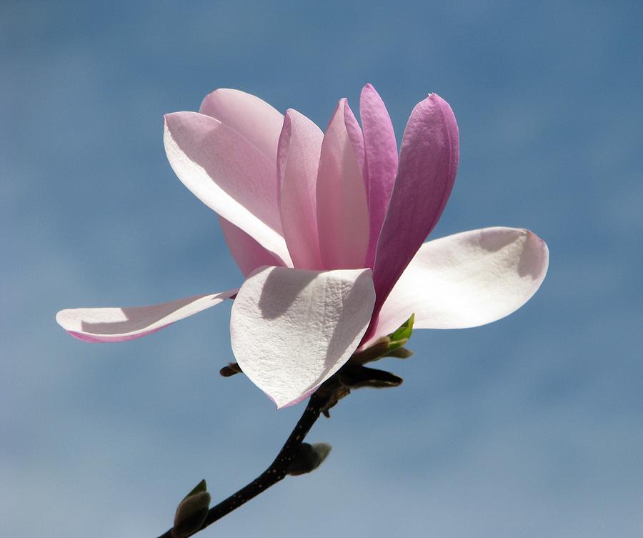 Etherial Magnolia Photograph by Angela Davies