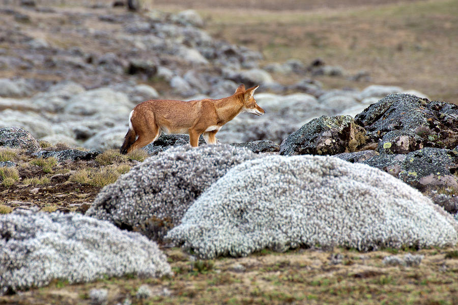 Ethiopian Wolf On The Sanetti Plateau Photograph by Aidan Moran