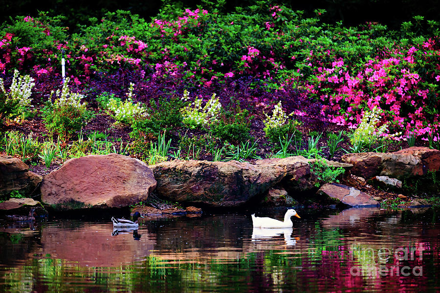 Ethreal Beauty at the Azalea Pond Photograph by Tamyra Ayles