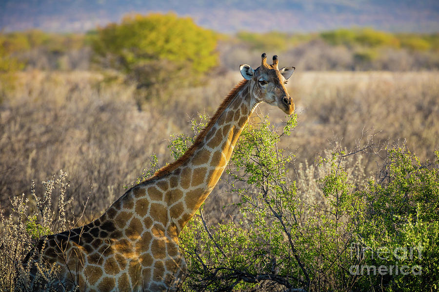 Etosha Giraffe Photograph by Inge Johnsson