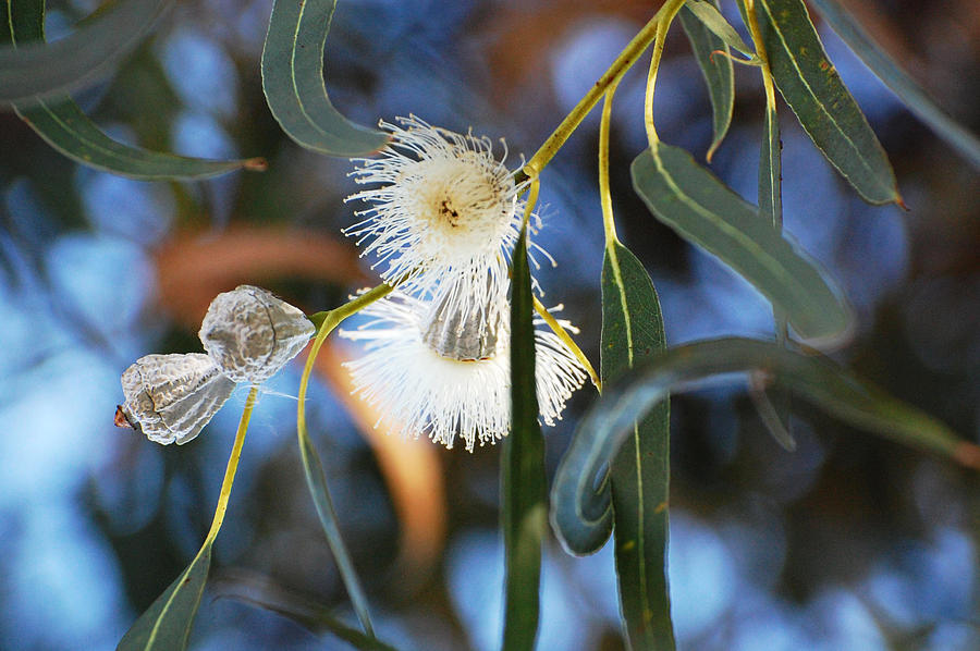 Eucalyphoria Photograph by Jean Booth