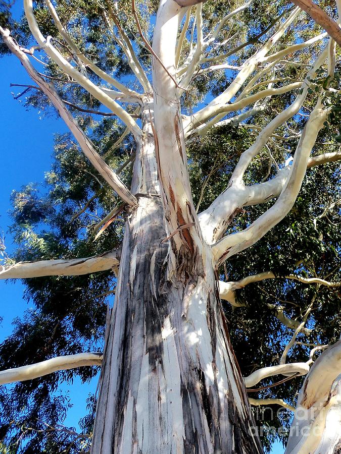 Eucalyptus 2 Photograph by Averil Stuart - Fine Art America