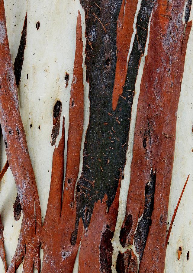 Eucalyptus Bark Abstract 2 Photograph by Denise Clark