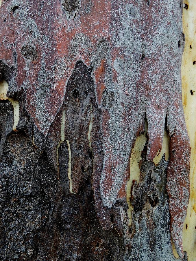 Eucalyptus Bark Abstract 1 Photograph by Denise Clark