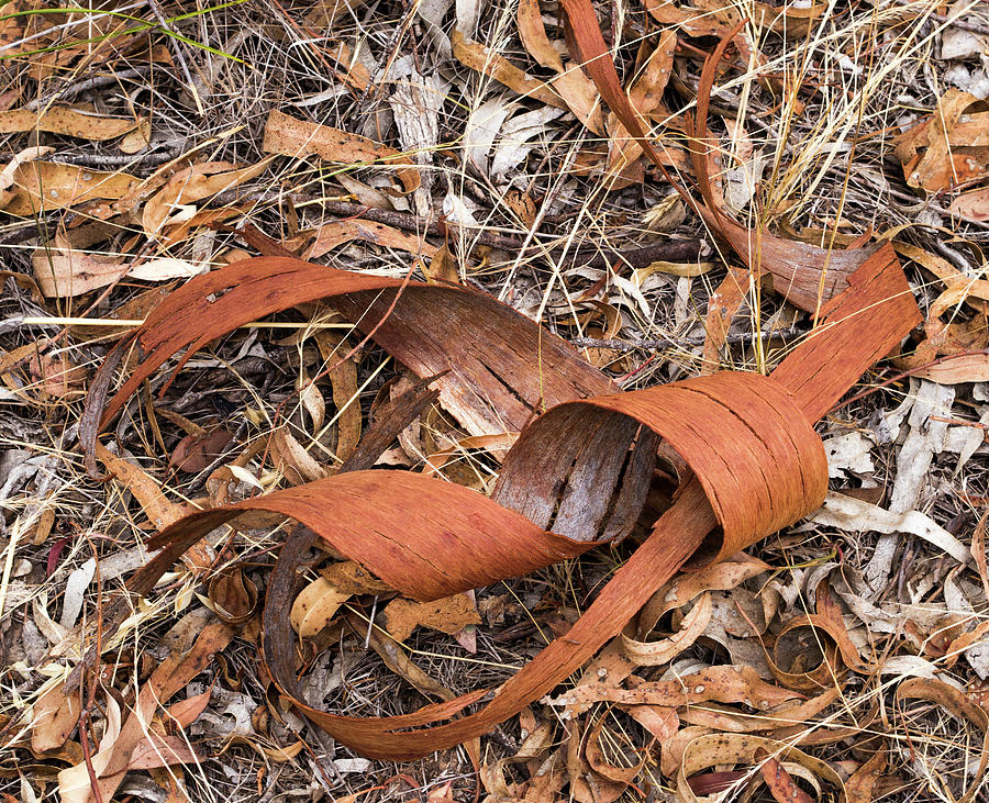 Eucalyptus Bark - Canberra - Australia  Photograph by Steven Ralser