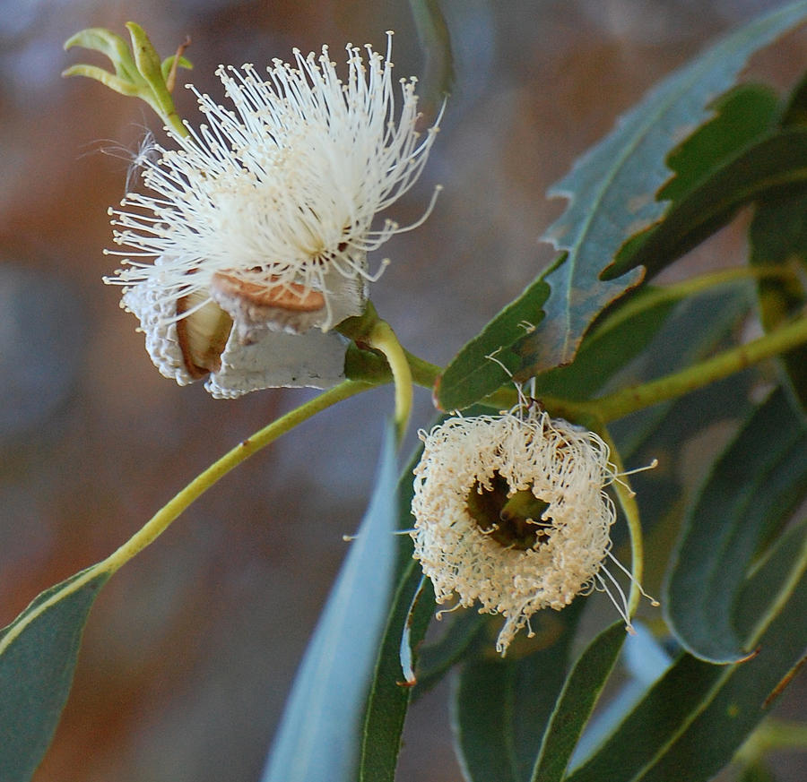 Eucalyptus Bloom Photograph by Jean Booth