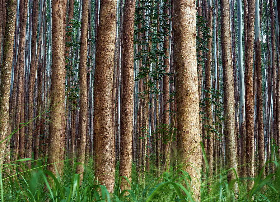 Eucalyptus Forest Photograph by Christopher Johnson