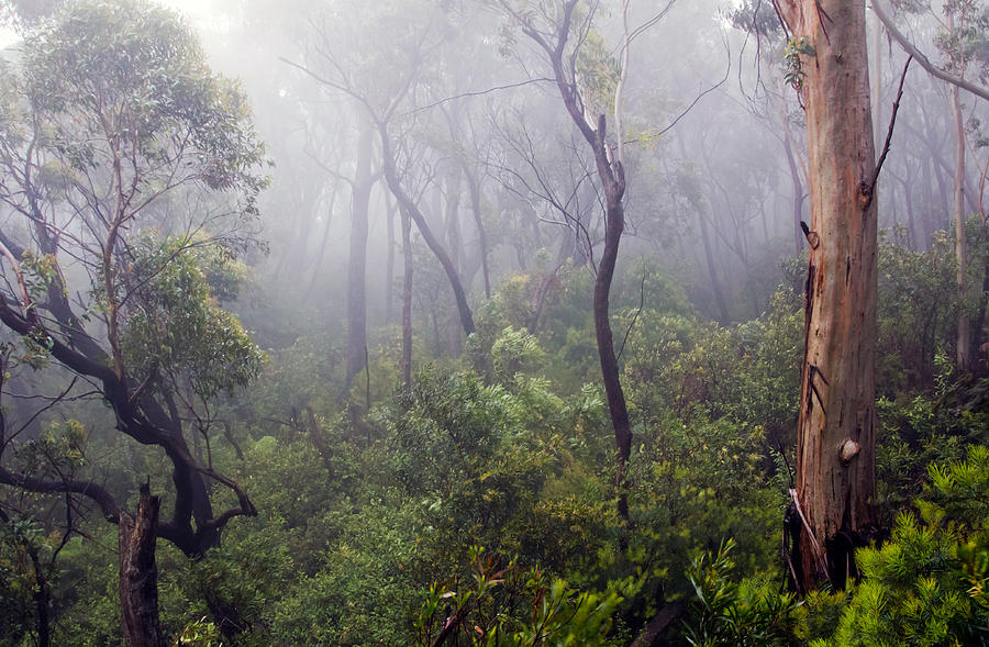 Eucalyptus Forest in Mist Photograph by Nicholas Blackwell