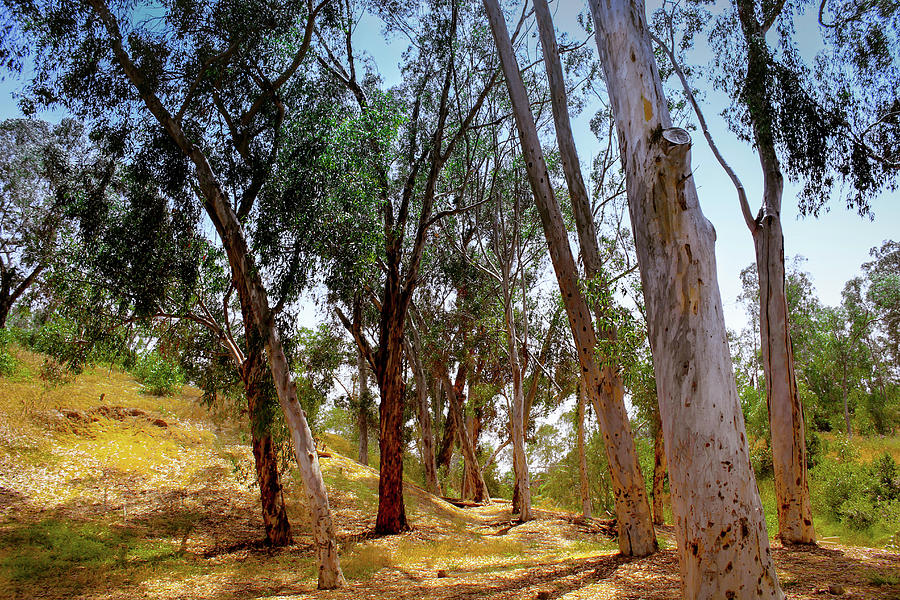 Eucalyptus Grove Photograph by Alison Frank