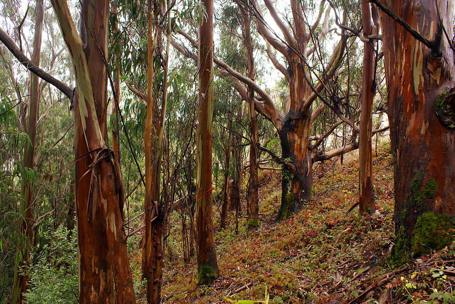 Eucalyptus Grove in California Photograph by Ben Upham III