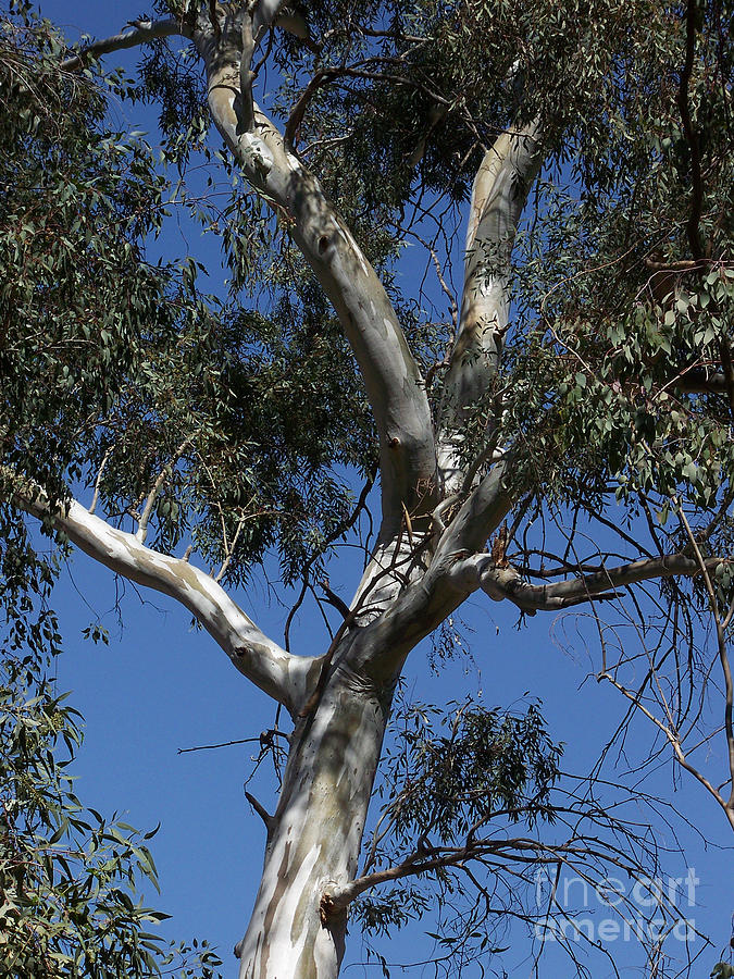 Eucalyptus Photograph by Kathy McClure