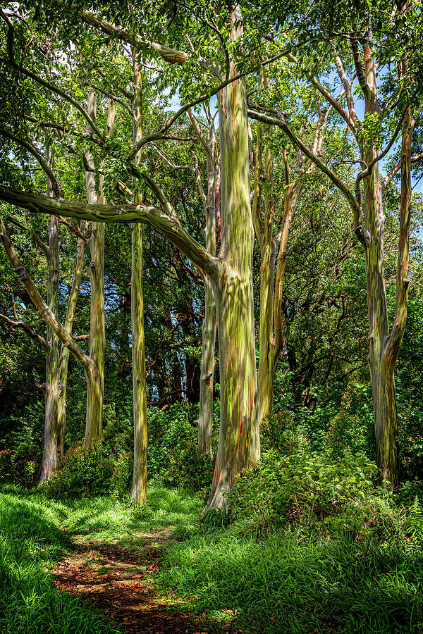 Eucalyptus Photograph by Kelley King