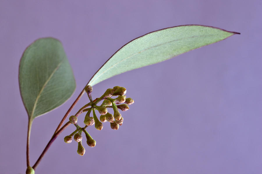 Eucalyptus Leaves And Buds - Macro Photograph by Sandra Foster